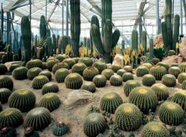 Desert Botanical Garden Turpan